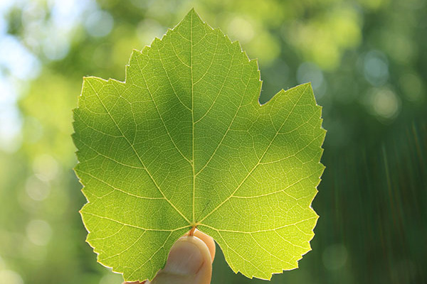 Виноградный лист полезные свойства