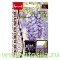 Глициния Китайская 3шт.